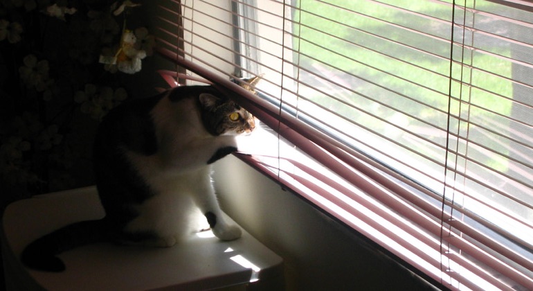 Cat looking through metal blinds in Orlando.